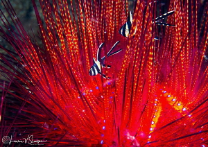 Juvenile Banggai Cardinal Fish Hiding in a Fire Urchin/Ph... by Laurie Slawson 